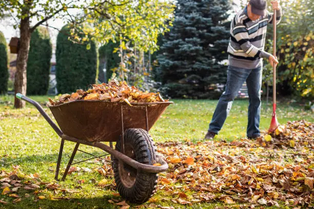 How To Clean A Backyard El Cajon, CA