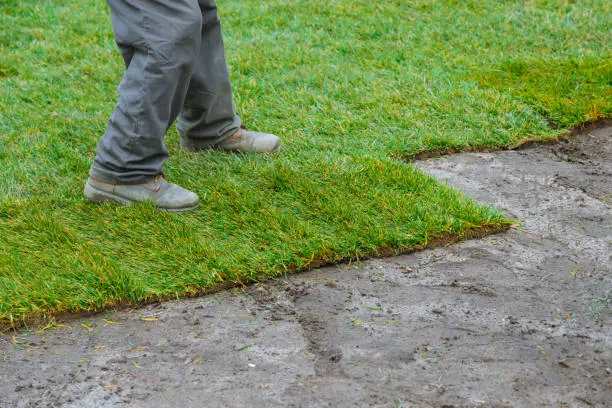 How long after installing sod can you walk on it in El Cajon, CA