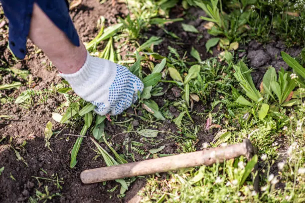 How to clear a yard full of weeds El Cajon, CA