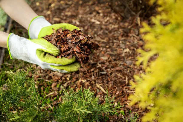 Mulching Service