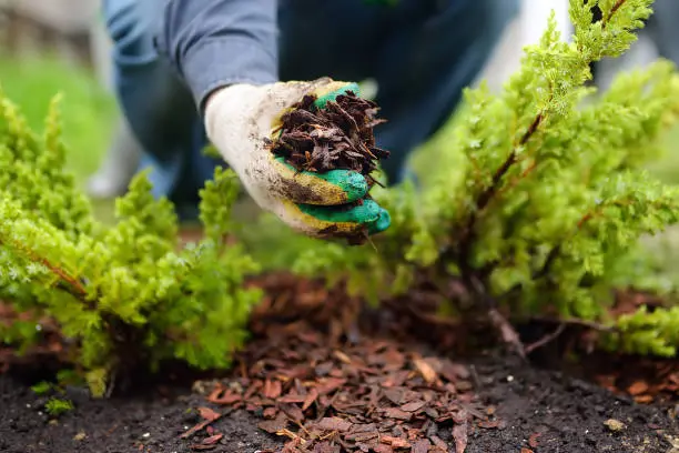 Mulching in El Cajon, CA