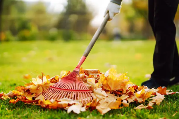 Reliable Yard cleanup in El Cajon, CA